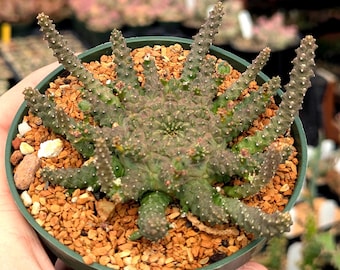 Euphorbia brevirama - 4.5" Pot | Exact Plant