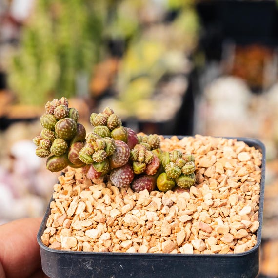 Crassula Elegans Ssp. Namibensis | Rare Succulent | Fully Rooted