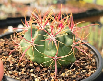 Ferocactus viridescens Cactus Plant - 6" Pot