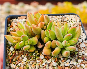 Crassula ausensis | Rare Succulent | Fully Rooted