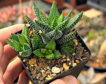 Haworthiopsis enon - 3" pot