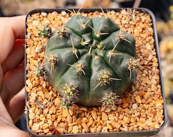 Gymnocalycium anisitsii f. multiprolifera | Rare Cactus | Fully Rooted