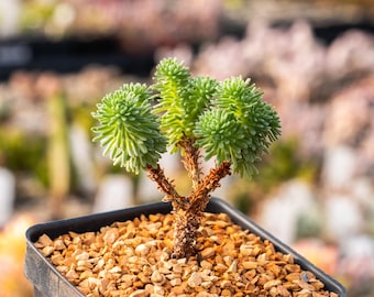 Sedum multiceps - Mini Joshua Tree | Rare Succulent