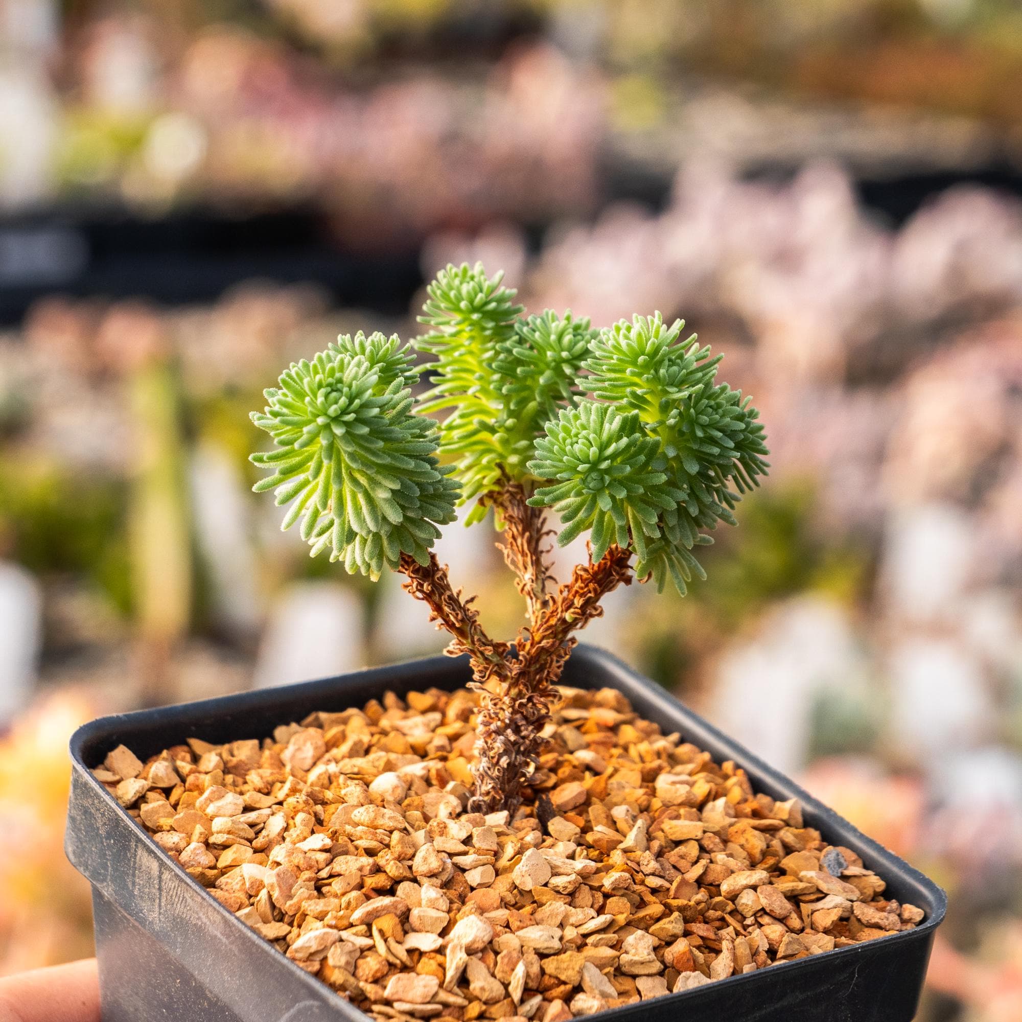 succulent plants online Assorted 3