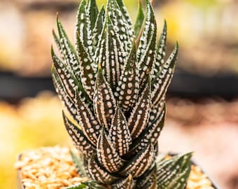 Haworthia reinwardtii f. kaffirdriftensis | Beginner Succulent | Fully Rooted