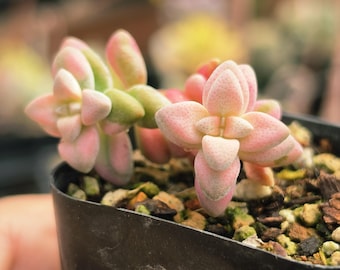 Crassula deltoidea varigated tiny