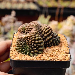 Gymnocalycium Inermis Cristata - Etsy