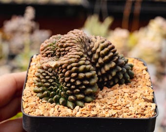 Gymnocalycium Friedrichii 'super Black' - VOS 1241 | Rare Cactus