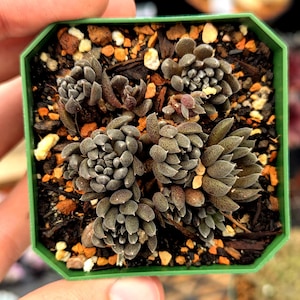 May include: A square green plastic pot containing several dark brown, textured succulent plants with pointed leaves. The soil surface is covered with a mix of dark organic matter and small, light-colored pebbles and orange stone fragments.