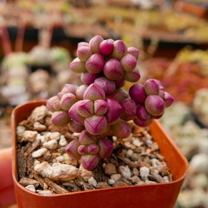 Crassula elegans 'Purple Light' Rare Succulent Fully Rooted image 4