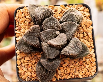 Haworthia 'Mordor' | Rare Succulent | Fully Rooted