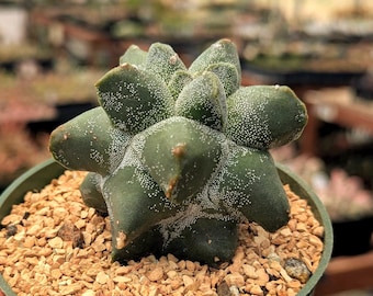 Astrophytum myriostigma cv Onzuka Kikko - 4" Pot
