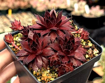 Sempervivum "Intensity"