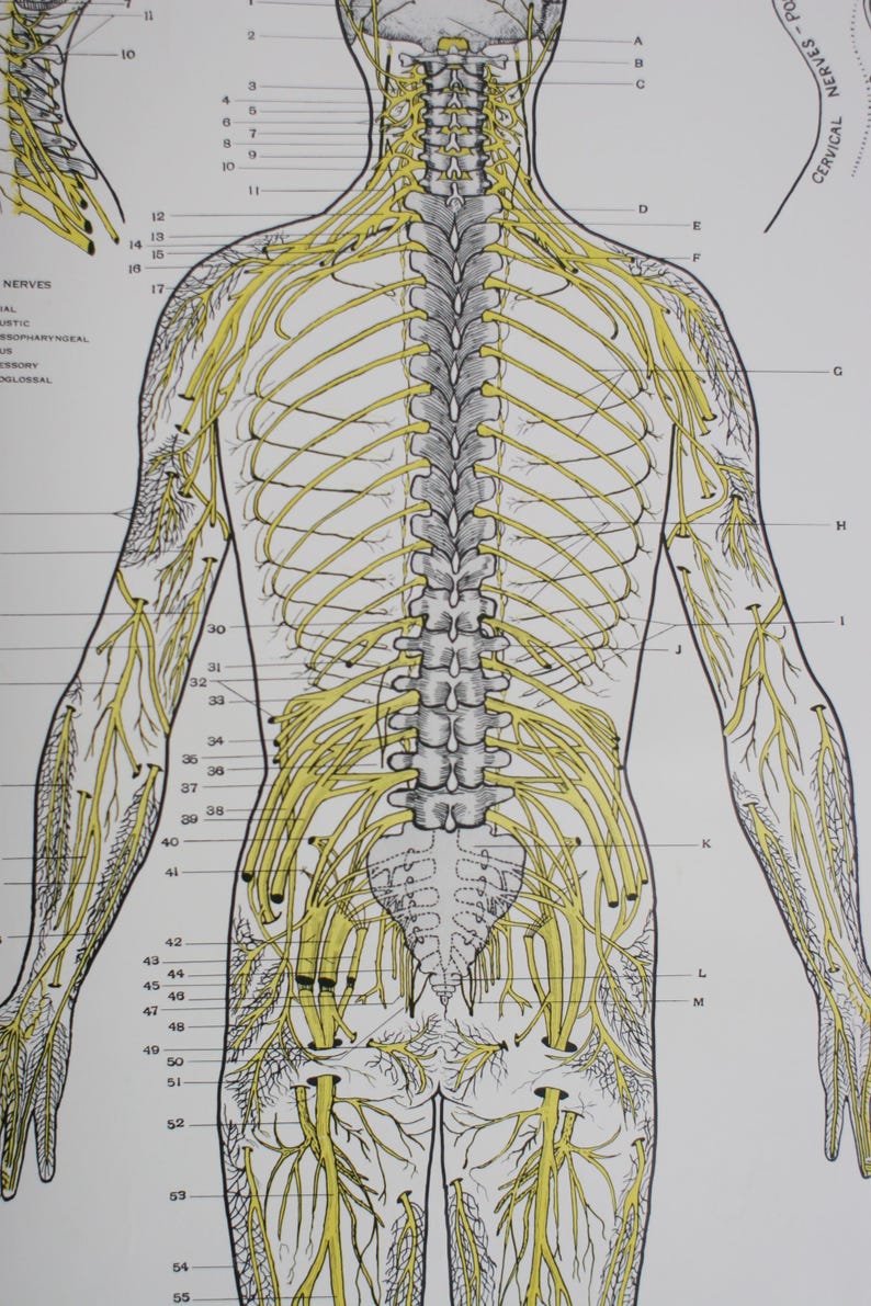 Vintage School Chart, Chiropractor Spinal Nerves Classroom Poster, 1952 ...