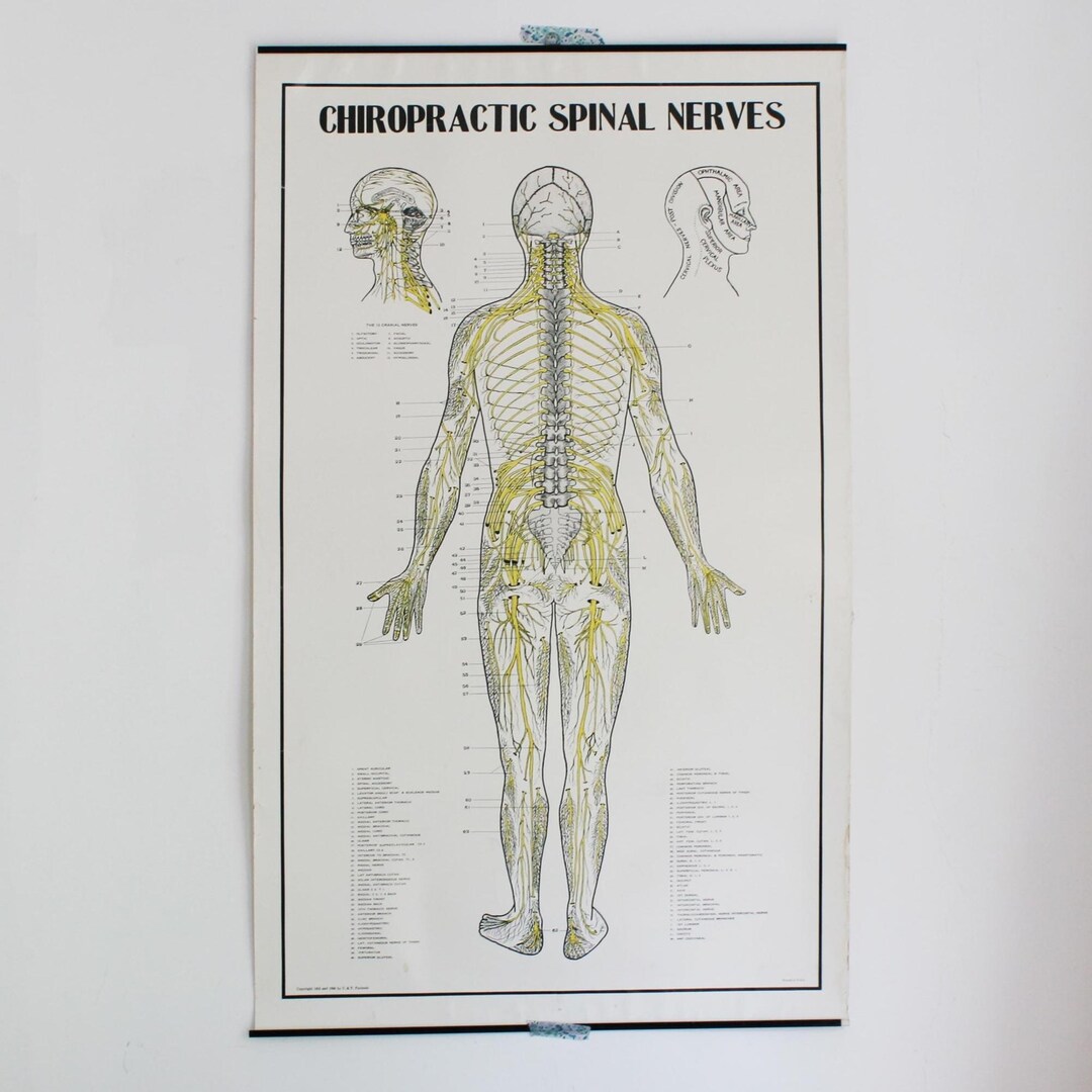 Vintage School Chart, Chiropractor Spinal Nerves Classroom Poster, 1952 ...
