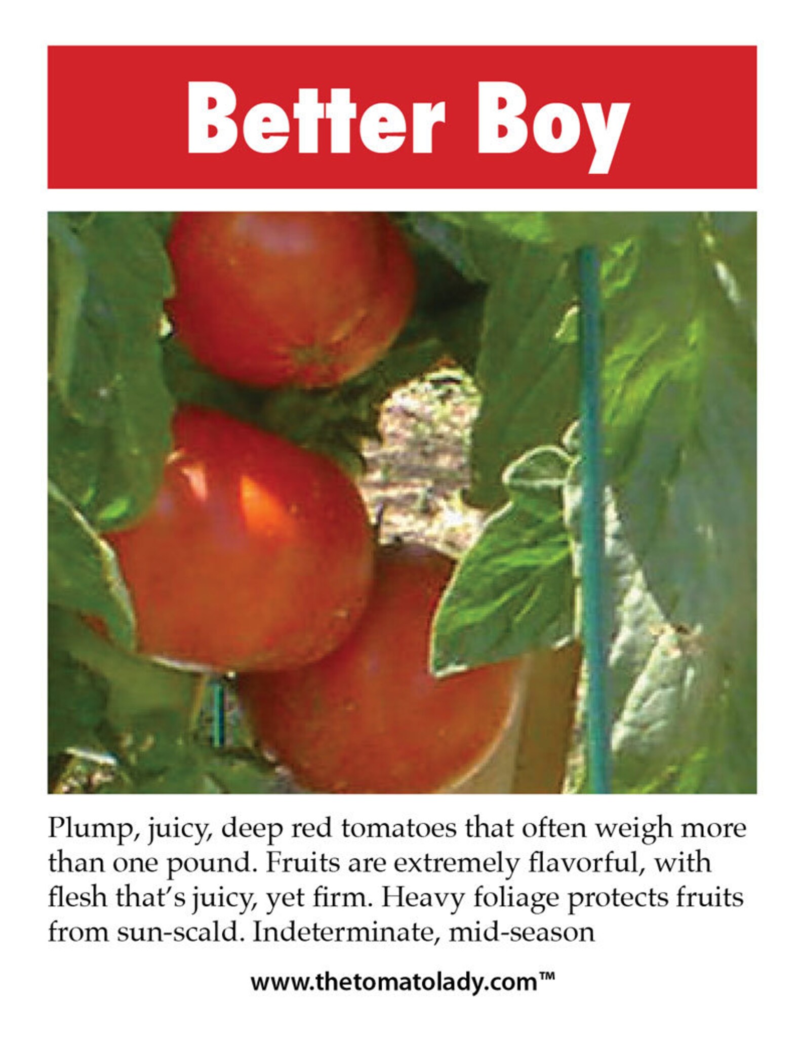 Better Boy Tomato Tag Tomato Plant Tag Hybrid Plant Tag - Etsy Italia