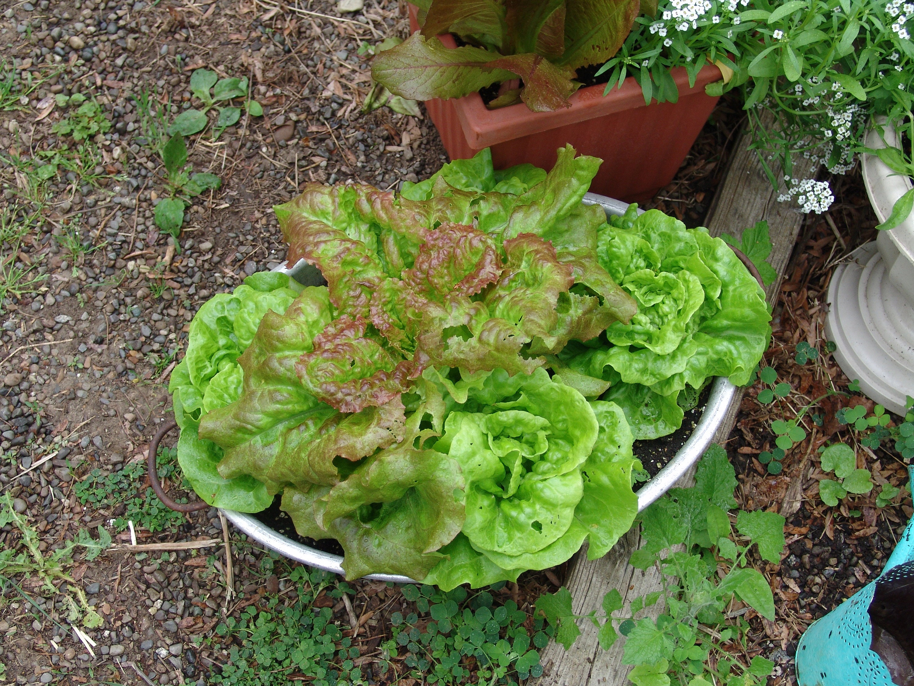 Lettuce Seeds Container Gardening Buttercrunch Tom Thumb Etsy