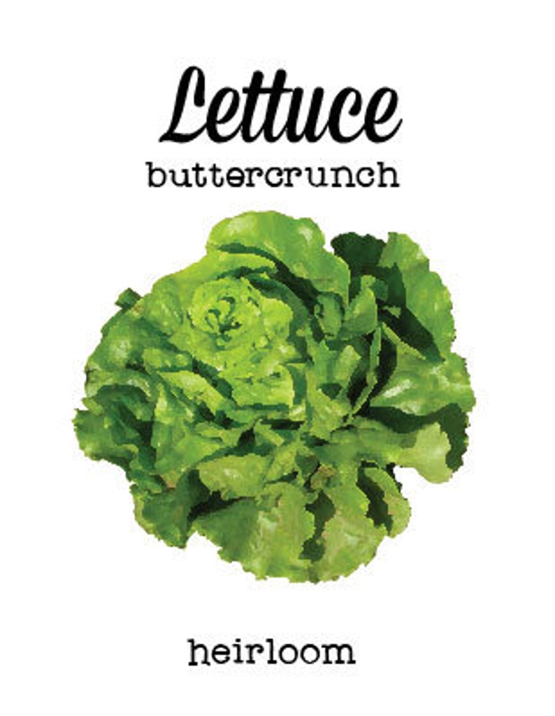 Lettuce Seeds Container Gardening Buttercrunch Tom Thumb Etsy