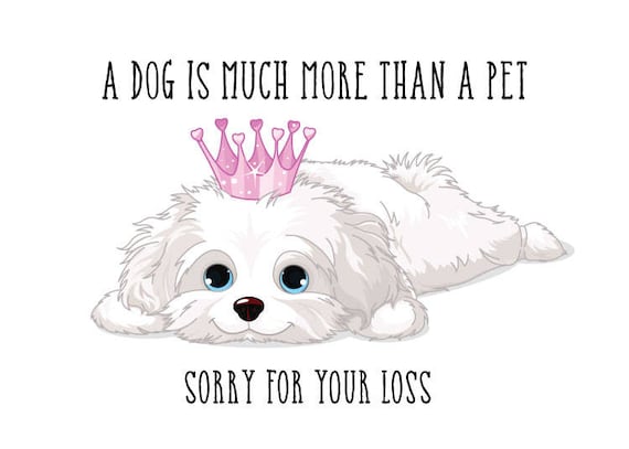 Shih Tzu Poodle Maltese Dog Sympathy Card Greeting Etsy Shih Tzu Poodle Maltese Dog Sympathy Card Greeting Etsy