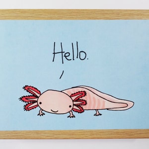 Hello Axolotl image 1