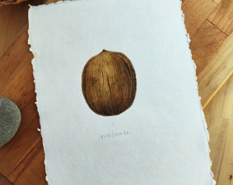 Seeds - Resilience - Walnut Original Drawing