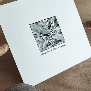 Anisolabis seychellensis original drawing - Endangered Species