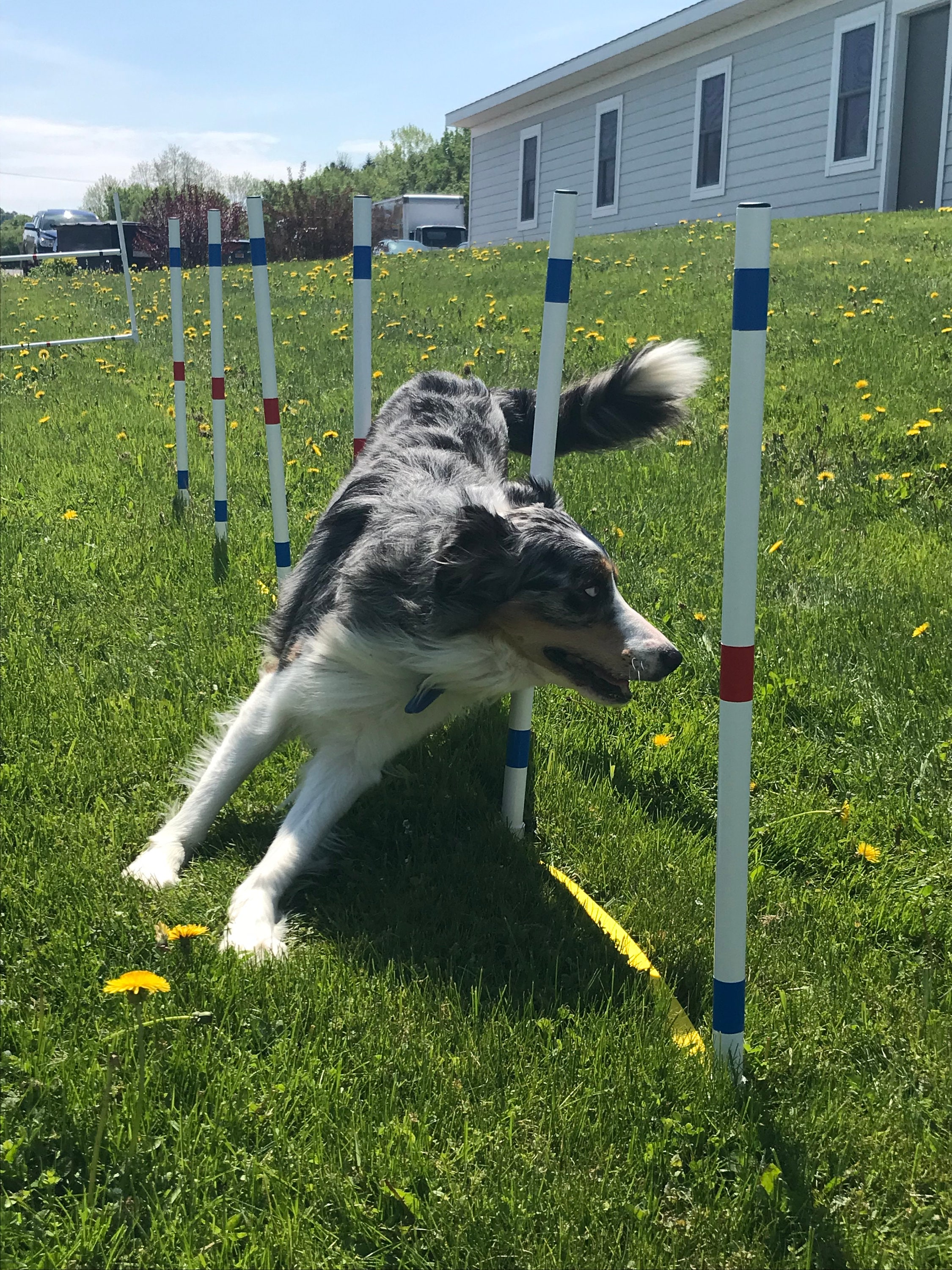 Dog Agility Equipment 5 Obstacle Beginner Set | Uv Resistant Pipe |the ...