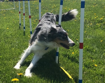 Dog Agility Equipment Premium Weave Poles-Set of six. Free pole placer included! |  UV resistant pipe. Highest quality USA MADE!