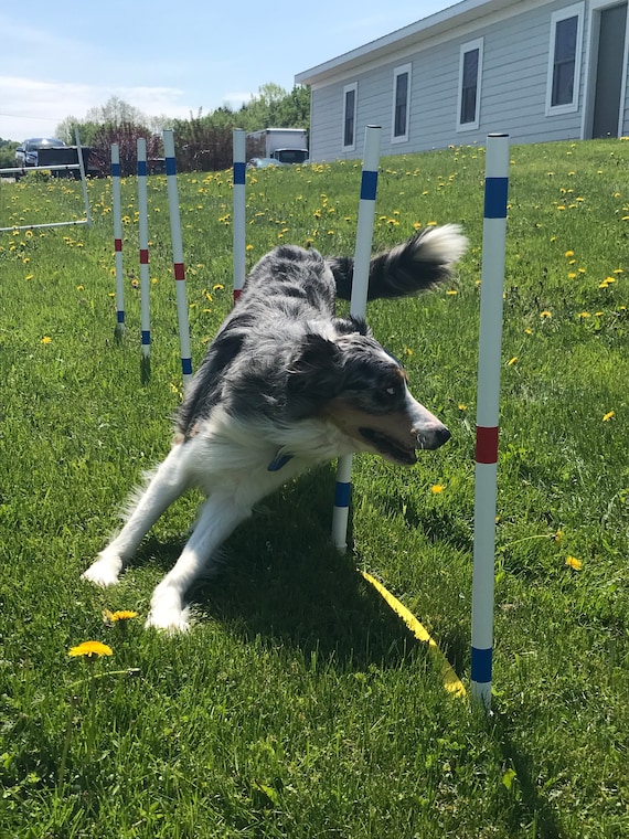 Dog agility gear cheap