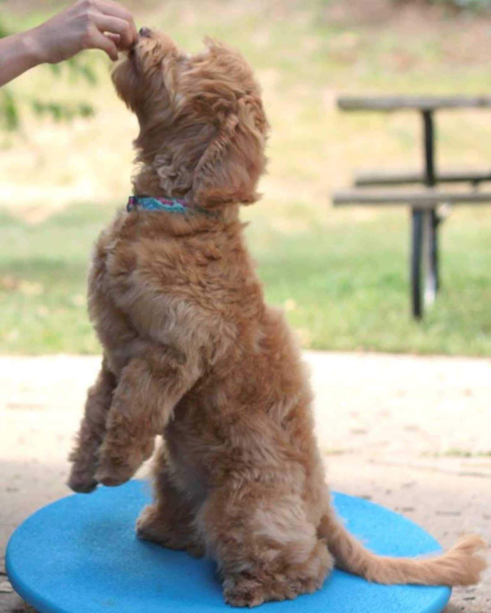 Dog Agility Equipment Wobble Board 24 Round Etsy