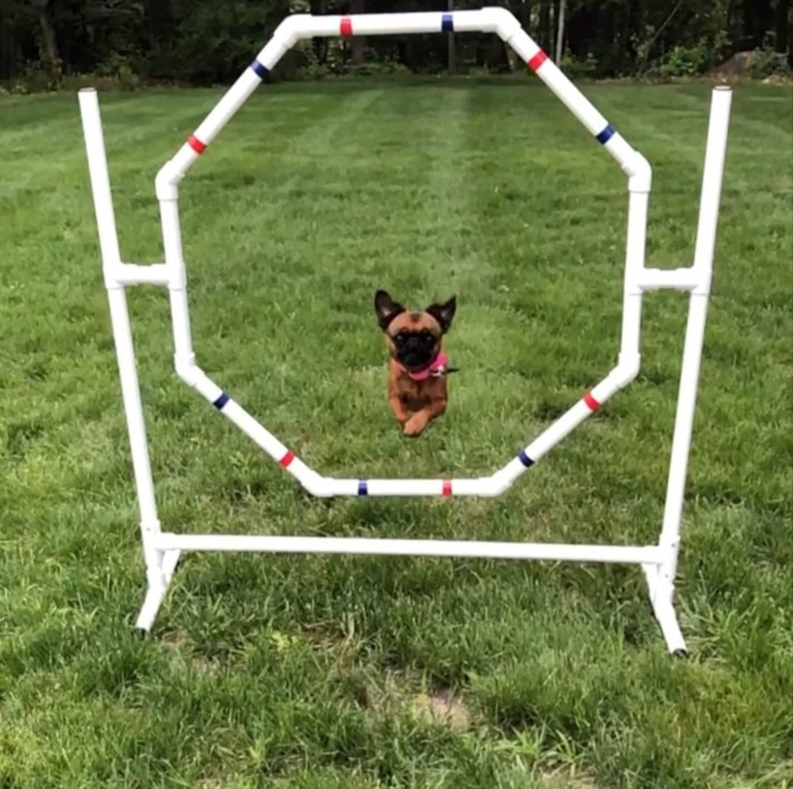 Dog Agility Equipment Premium Hoop Jump/octagon Tire Jump UV Etsy