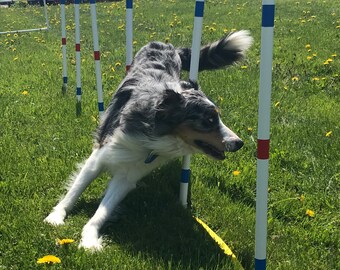 Dog Agility Equipment | 12 Weave Poles | Free pole placer included! UV FURNITURE GRADE pipe!!!