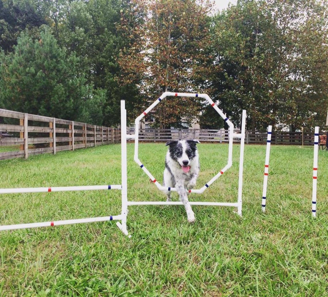 Dog Agility Equipment Premium Hoop Jump/octagon Tire Jump UV Etsy
