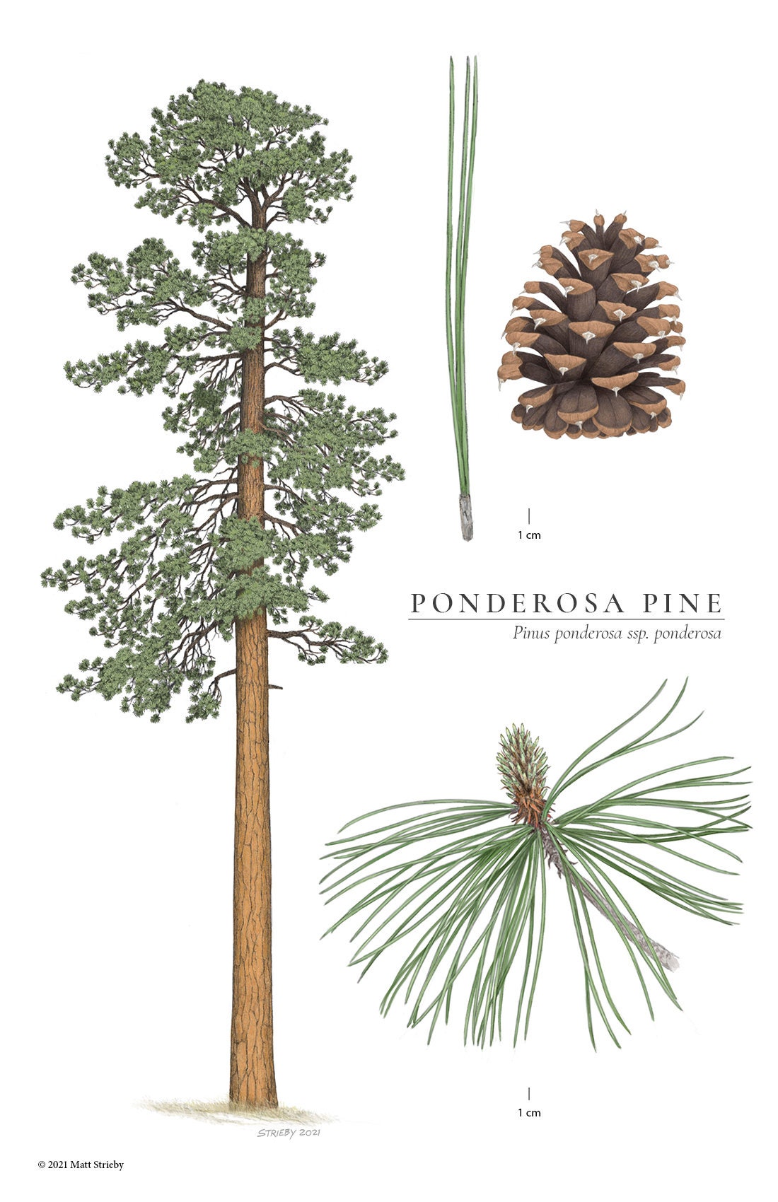 Ponderosa Pine Live Tree Starts, Dried Cuttings, Fresh Cuttings & Pine