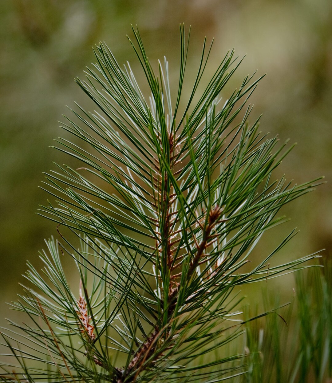Ponderosa Pine Live Tree Starts, Dried Cuttings, Fresh Cuttings & Pine