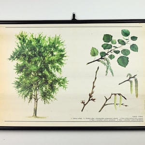 Grafico a discesa della scuola tremante Aspen, grafico scolastico vintage, grafico scolastico, grafico scolastico botanico, grafico a discesa, poster scolastico, scuola