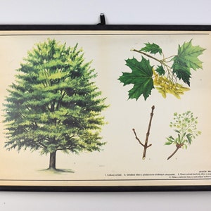 Grafico scolastico botanico, Grafico a discesa, Grafico a discesa della scuola, Grafico scolastico vintage, Grafico scolastico, Grafico a discesa della scuola, Poster scolastico, Scuola