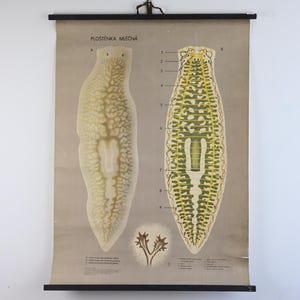 Gráfico de pared educativo, planaria lechera, póster de biología, gráfico desplegable escolar, gráfico escolar antiguo, gráfico escolar botánico, póster escolar