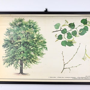 Grafico scolastico vintage, grafico scolastico, grafico scolastico botanico, grafico a discesa, poster scolastico Vinatge, mappa scolastica, poster educativo botanico