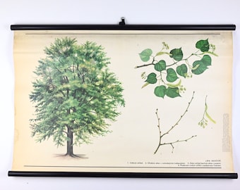 Vintage School Chart, School Chart, Botanical School Chart, Pull Down Chart, Vinatge School Poster, School Map, Botanical Educational Poster