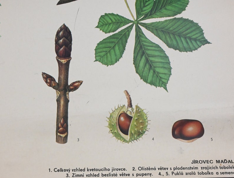 Horse Chestnut Vintage Educational Chart, Botanical School Poster ...