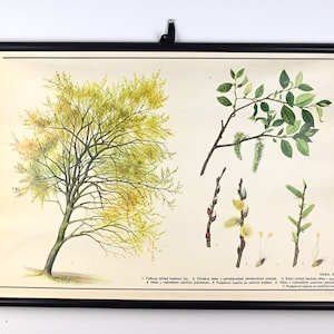 Grafico a discesa della scuola, grafico scolastico vintage, grafico scolastico, grafico scolastico botanico, arredamento vintage per l'aula, educazione alla natura, decorazione murale