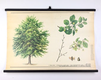 European Beech Vintage Educational Chart, Botanical School Poster, School Pull Down Chart, Vintage Pull Down Chart, Vintage School Chart
