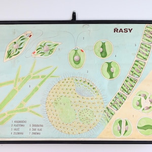 Vintage Tsjechische educatieve kaart, educatieve muurkunst, school pull-down grafiek, school grafiek, botanische school grafiek, pull-down grafiek
