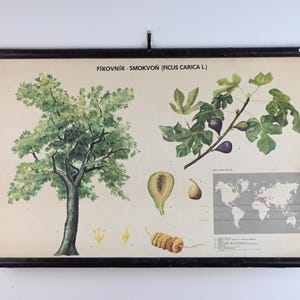 Vintage Lehrtafel, Lehrtafel, Lehrtafel, Lehrtafel, Schultafel, Lehrtafel, Schultafel, Schultafel, Schultafel, Schule, Schulplakat, Schultafel