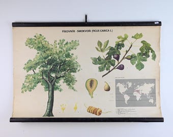 Vintage Educational Wall Chart, Botanical School Chart, Common Fig Tree Chart, Pull Down Chart, Vintage School Chart, School Poster