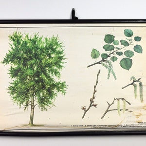 Grafico educativo vintage dell'albero di pioppo comune, poster della scuola botanica, grafico a discesa della scuola, grafico a discesa, grafico scolastico vintage, scuola