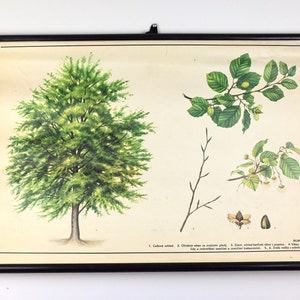 Grafico scolastico vintage, grafico scolastico, grafico scolastico botanico, grafico a discesa, poster scolastico Vinatge, mappa scolastica, poster educativo botanico