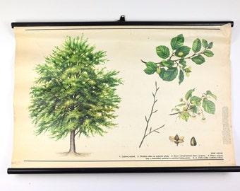 Vintage School Chart, School Chart, Botanical School Chart, Pull Down Chart, Vinatge School Poster, School Map, Botanical Educational Poster