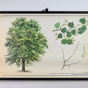 Grafico educativo vintage Littleleaf Linden, poster scolastico botanico, grafico pull down scolastico, grafico pull down vintage, grafico scolastico vintage